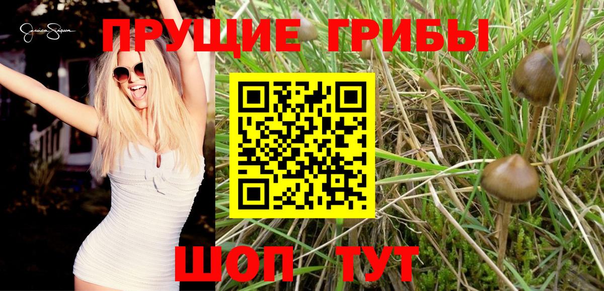Псилоцибиновые грибы Psilocybine cubensis Москва
